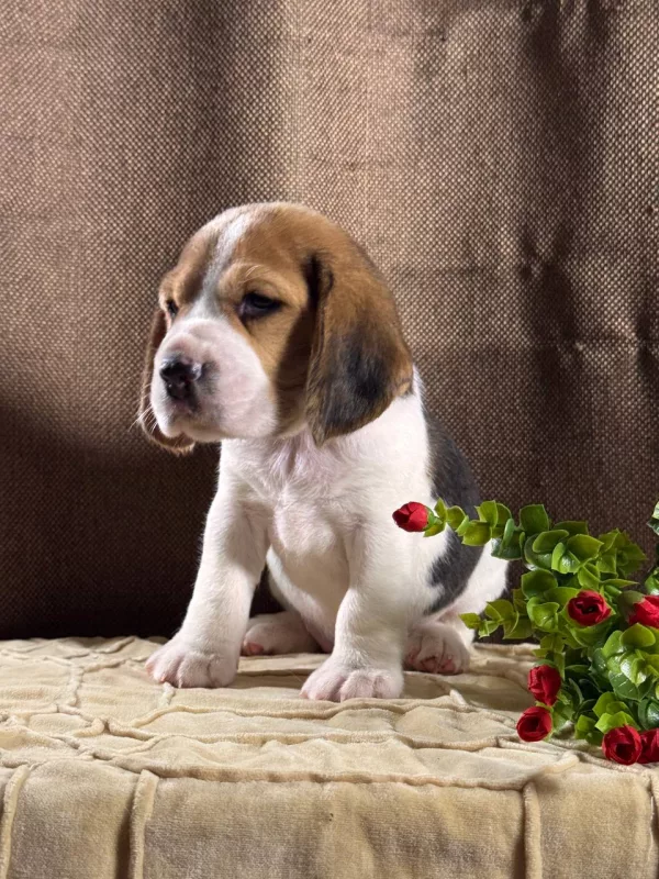Beagle Tiffany
