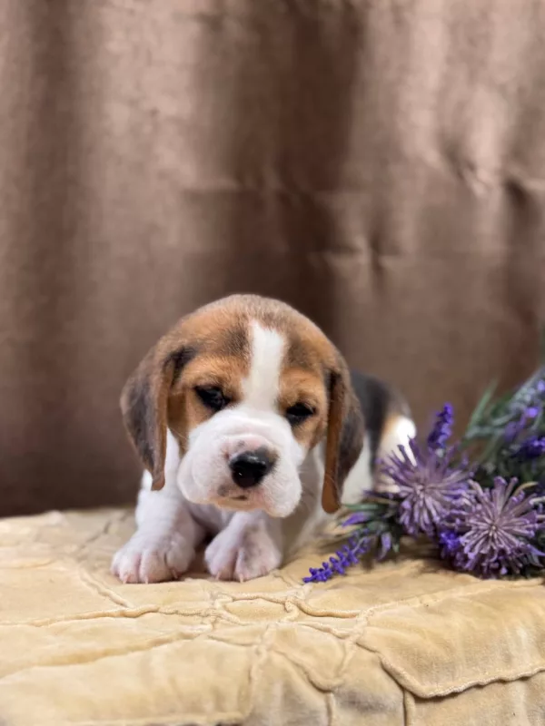 Beagle Tadeusz