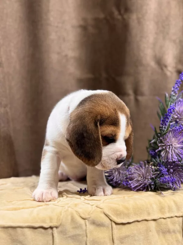 Beagle Tadeusz