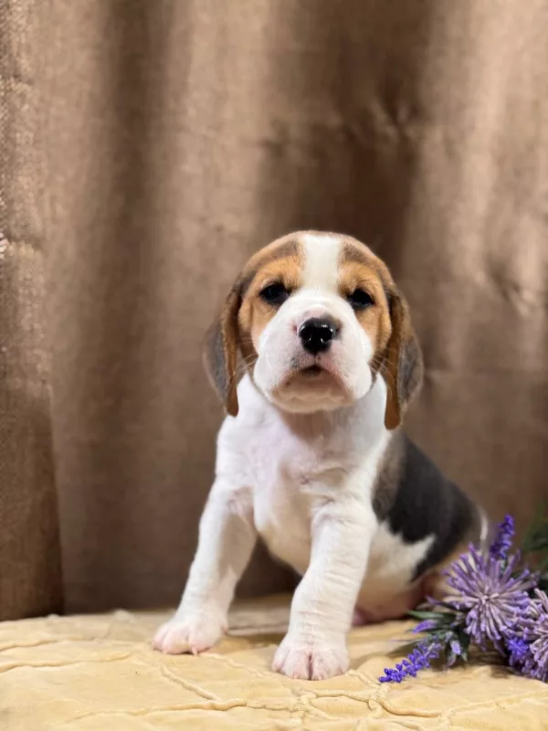 Beagle Tadeusz