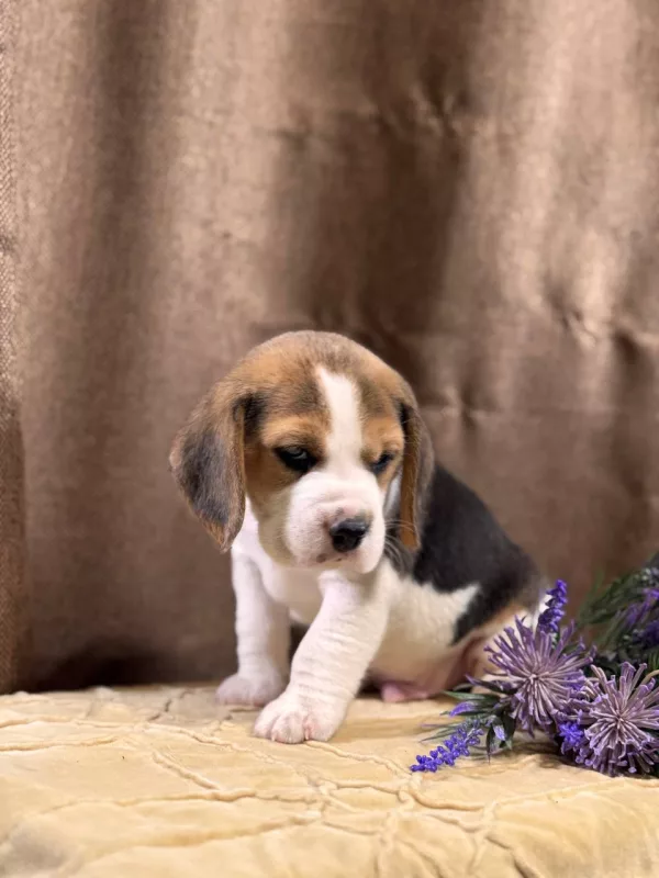 Beagle Tadeusz