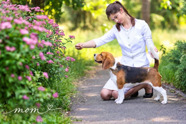 Beagle Tadeusz
