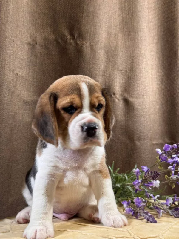 Meet Tate