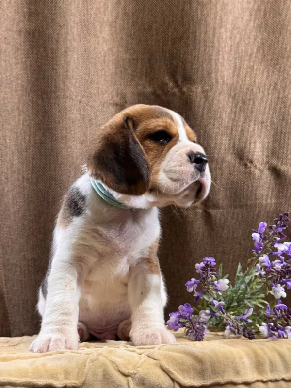 Beagle Tate