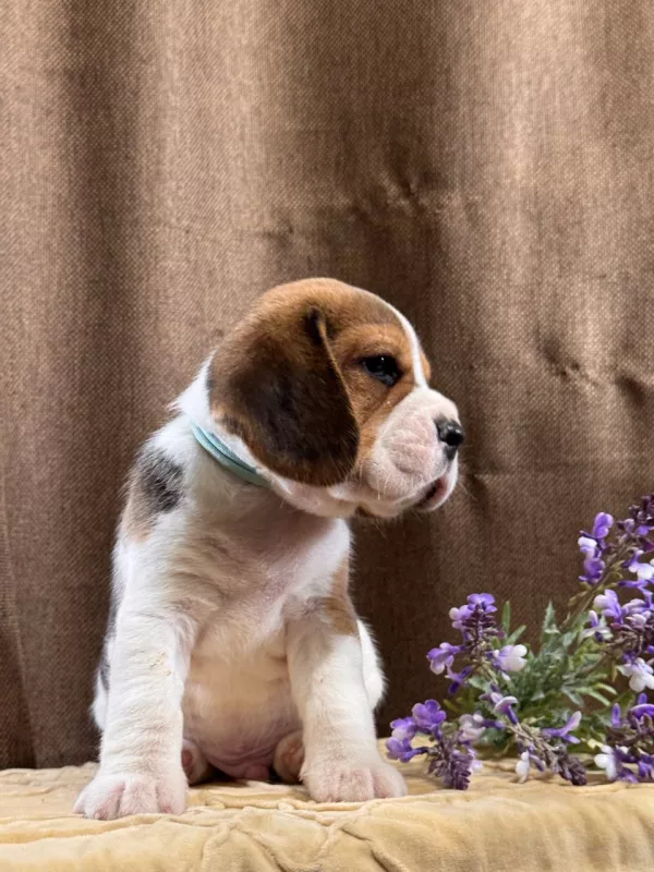 Beagle Tate