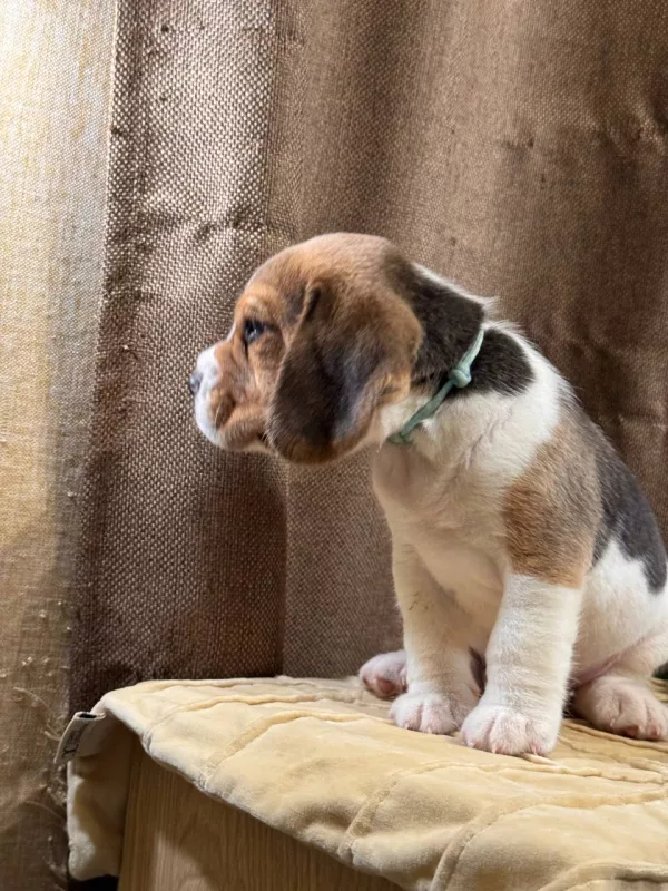 Beagle Tate