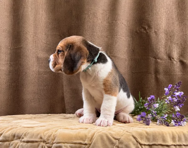 Beagle Tate
