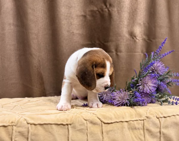 Beagle Tadeusz