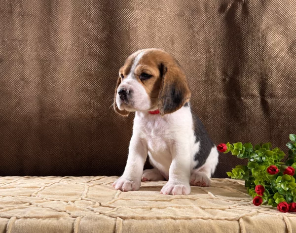 Beagle Tiffany