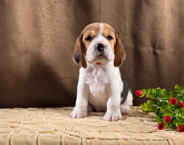 Beagle Tiffany
