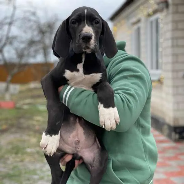 Meet Louie