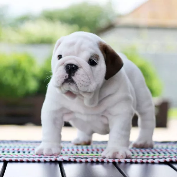 English Bulldog BRUNO 