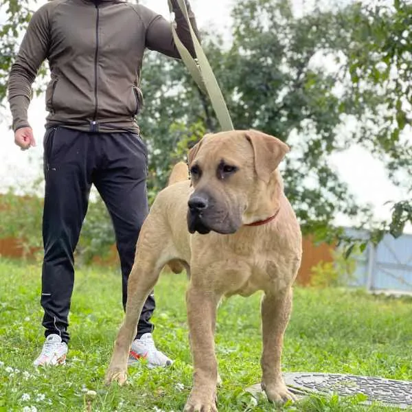 Boerboel Otis