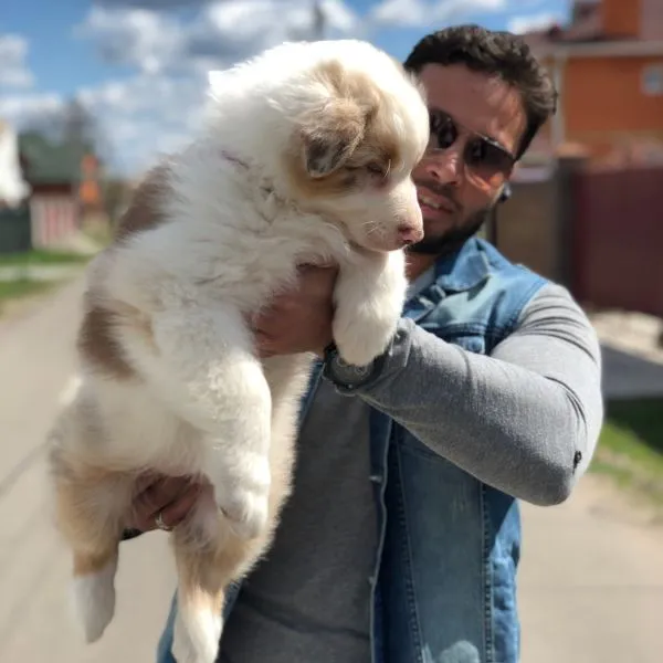 Australian Shepherd Tucker