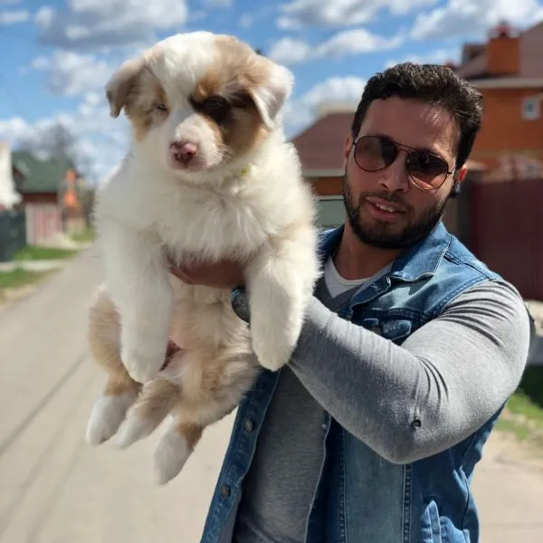 Australian Shepherd Tucker