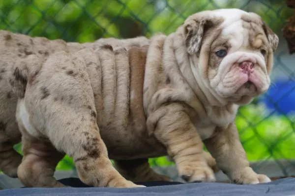 English Bulldog Beau