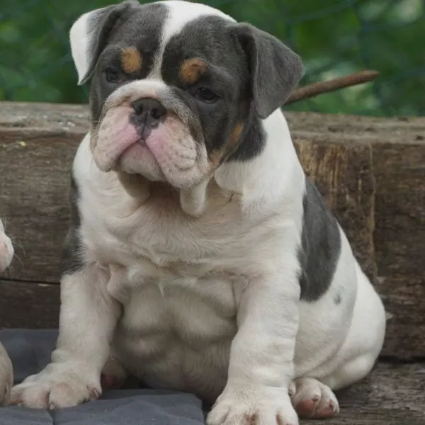 English Bulldog Bixie