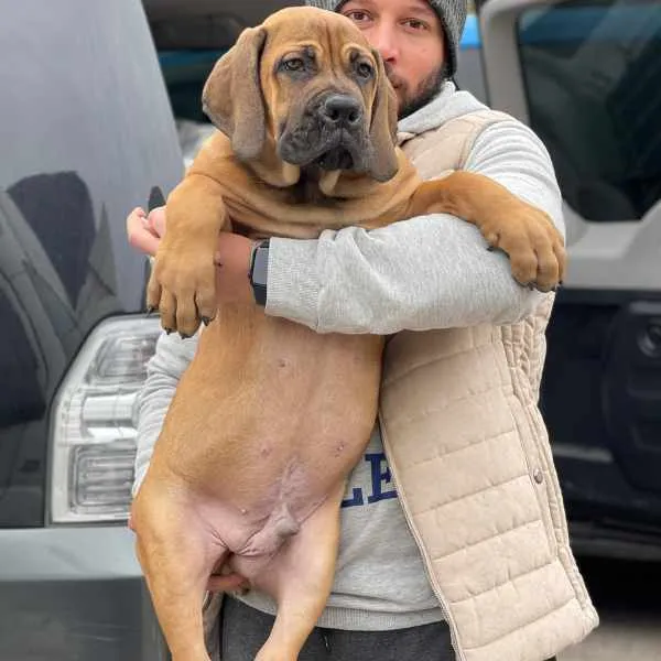 Boerboel Axel