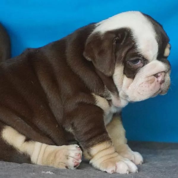 Meet Bailey