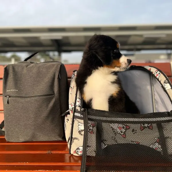 Bernese Mountain Buddy