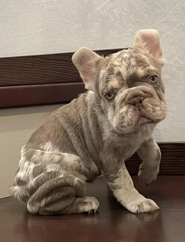 French Bulldog Lulu