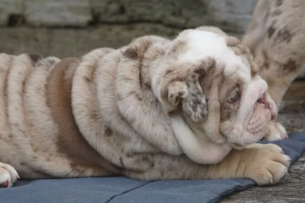 English Bulldog Beau