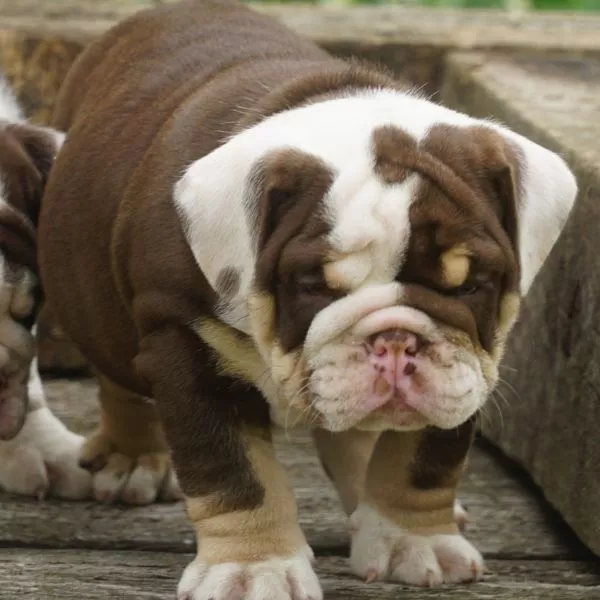 English Bulldog Blue
