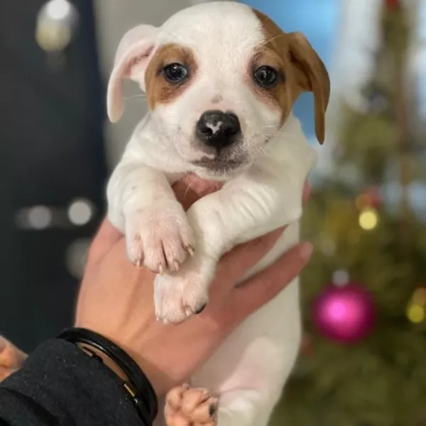Jack Russell Terrier Theo