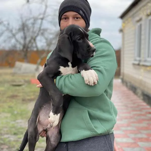 Great Dane Louie