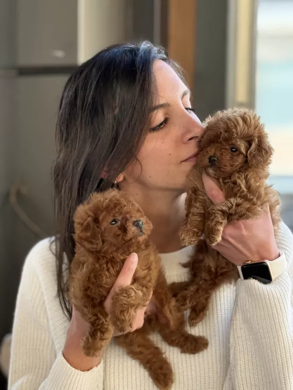 Toy Poodle Puppies: Complete Guide to Care, Temperament & Training
