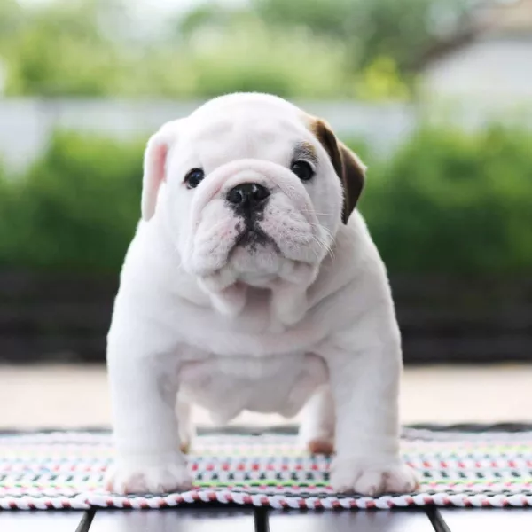English Bulldog BRUNO 