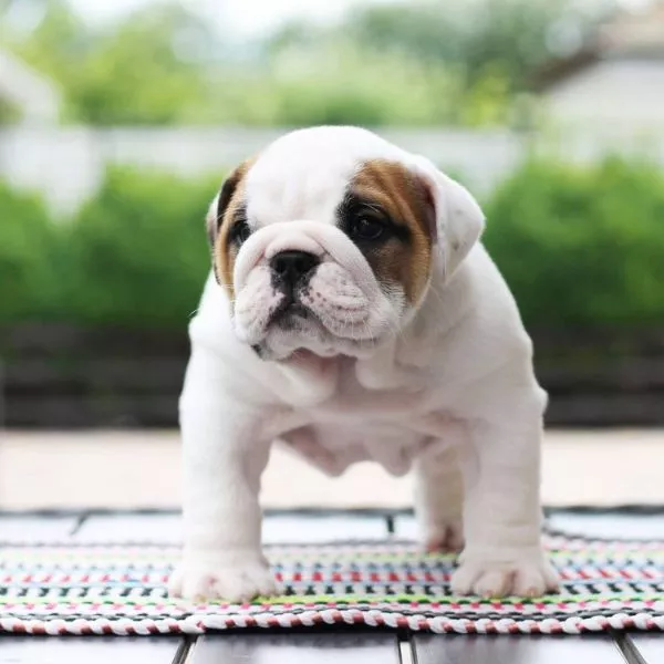 English Bulldog BEST