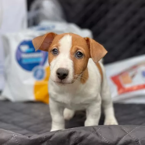 Meet Smokey