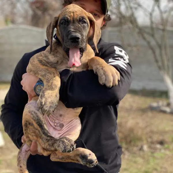 Great Dane Rex