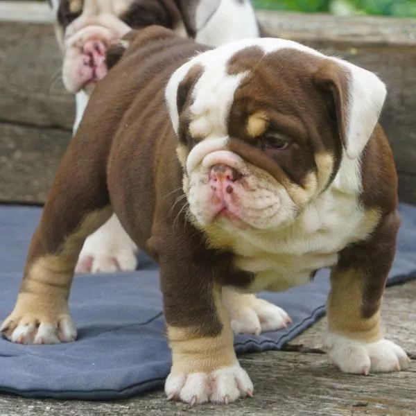 English Bulldog Blue