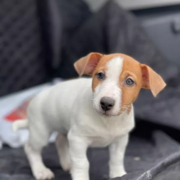 Jack Russell Terrier Smokey