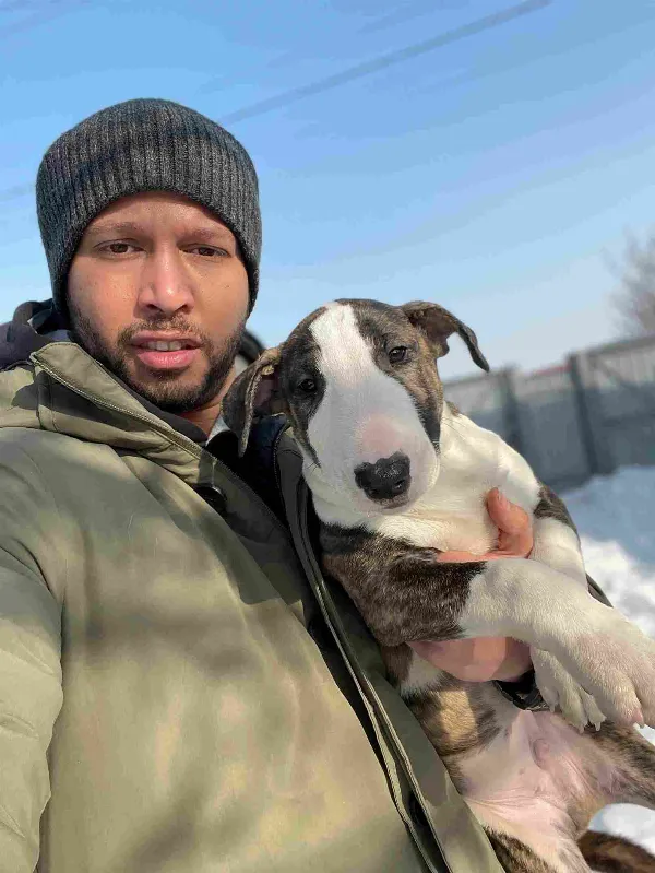 Bull Terrier Simba