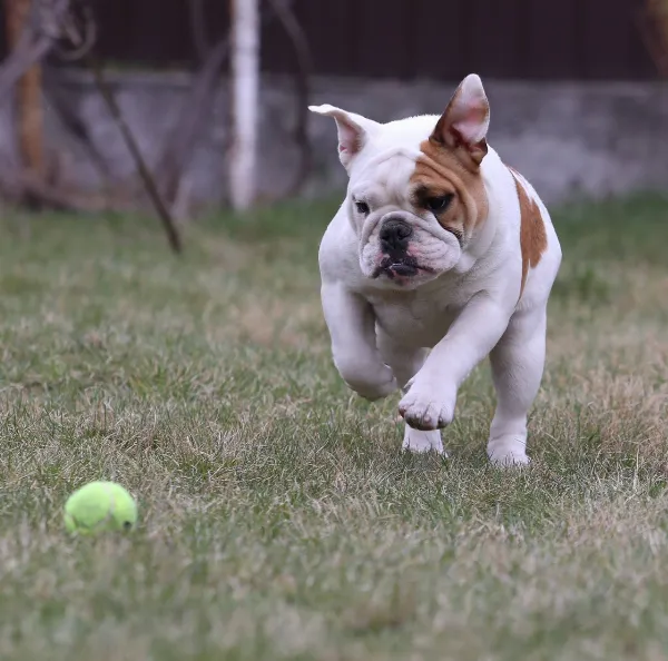 English Bulldog Delaila