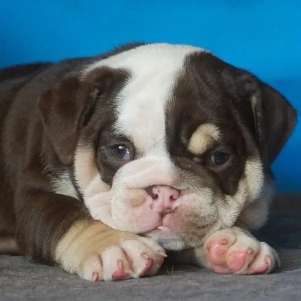 English Bulldog Bailey