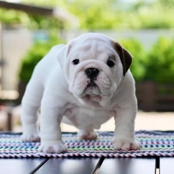 English Bulldog BRUNO 