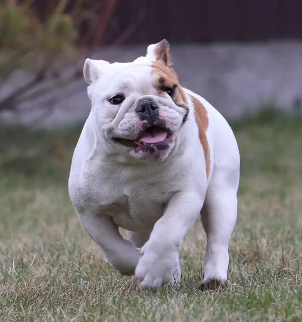 English Bulldog Delaila