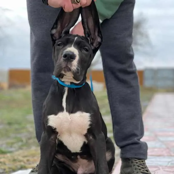 Great Dane Louie