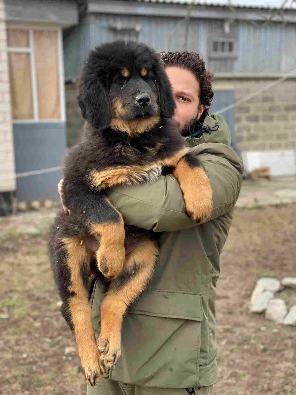 Meet Jax