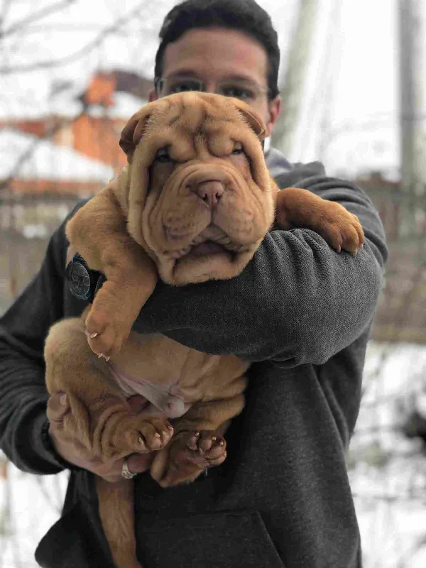 Meet Loki