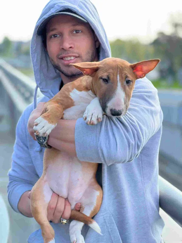 Bull Terrier Moose