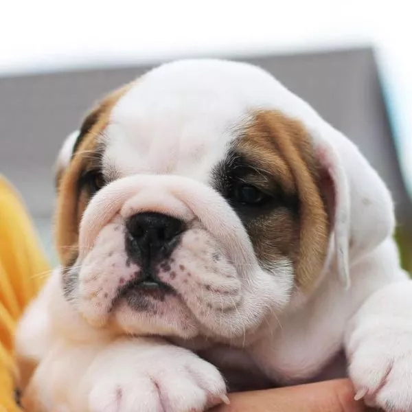 English Bulldog BEST