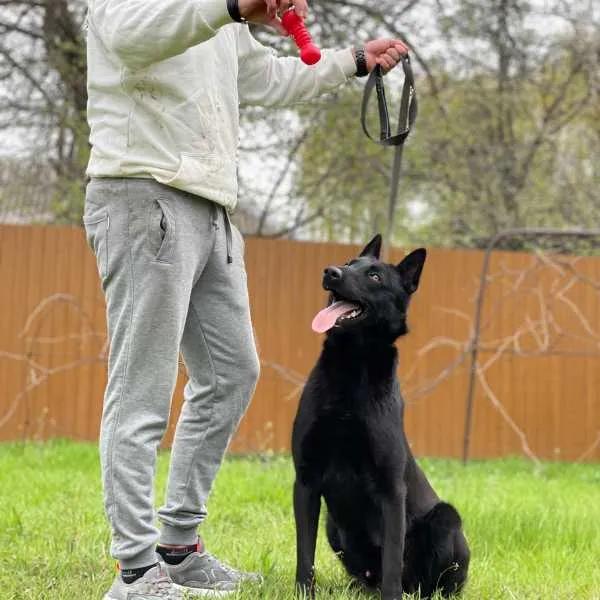 Belgian malinois Bruce