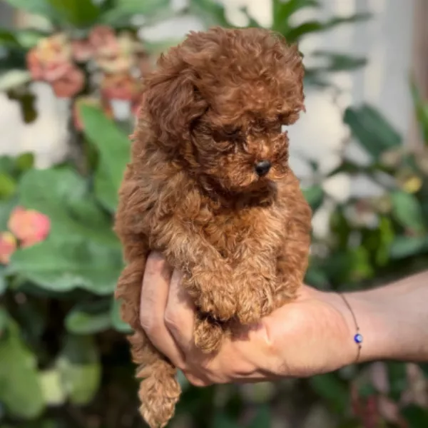 Poodle Dog Alfonso
