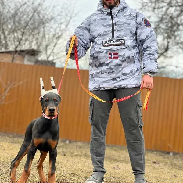 Doberman Bruno