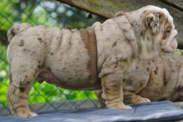 English Bulldog Beau